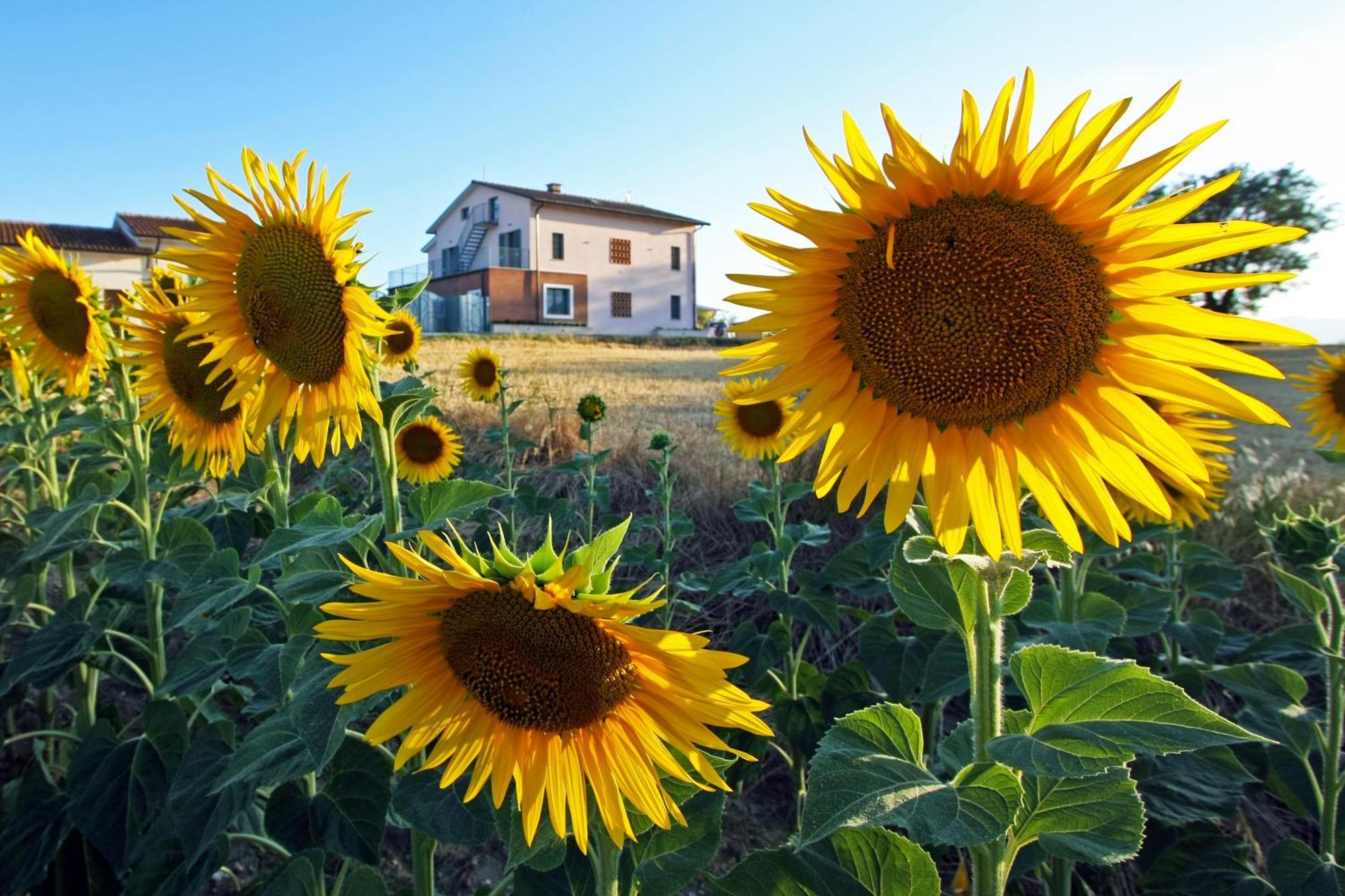 Willa La Collina Del Girasole Montecastrilli Zewnętrze zdjęcie